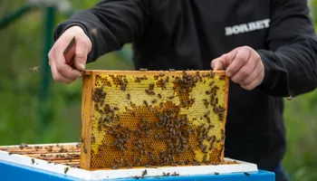 Bienen web